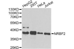 Western blot analysis of extracts of various cell lines, using NRBF2 antibody. (NRBF2 antibody  (AA 10-220))