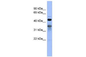 WB Suggested Anti-RBM9  Antibody Titration: 0. (RBM9 antibody  (Middle Region))