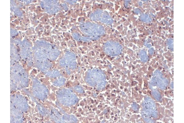 HCN2 antibody  (AA 761-863) (HRP)