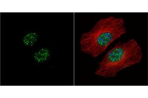ICC/IF Image HMBOX1 antibody [N3C3] detects HMBOX1 protein at nucleus by immunofluorescent analysis.