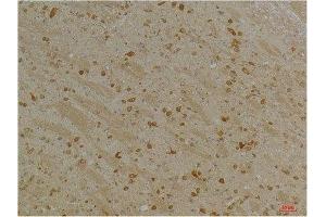 KCNH5 antibody