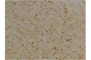 Immunohistochemistry (IHC) analysis of paraffin-embedded Mouse Brain Tissue using Kv10. (KCNH5 antibody)