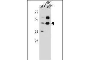 SC65 Antibody (C-term) (ABIN657162 and ABIN2846296) western blot analysis in NCI-,K562 cell line lysates (35 μg/lane).