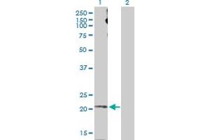 Western Blot analysis of APLN expression in transfected 293T cell line by APLN MaxPab polyclonal antibody. (Apelin antibody  (AA 1-122))