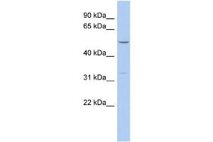 WB Suggested Anti-FBXO15 Antibody Titration: 0. (FBXO15 antibody  (N-Term))