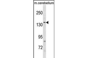 GRIN2C Antibody (Center) (ABIN1881390 and ABIN2838774) western blot analysis in mouse cerebellum tissue lysates (35 μg/lane).