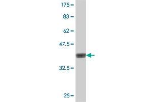 Western Blot detection against Immunogen (38. (RIPK2 antibody  (AA 431-540))