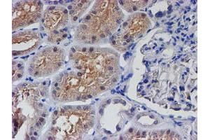 Immunohistochemical staining of paraffin-embedded Human Kidney tissue using anti-PTPN7 mouse monoclonal antibody.