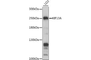 Western blot analysis of extracts of LO2 cells, using KIF13A antibody (ABIN7268122) at 1:1000 dilution. (KIF13A antibody  (AA 1300-1600))