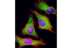 Immunofluorescent analysis of 4 % paraformaldehyde-fixed, 0. (PGAP1 antibody  (AA 90-122))