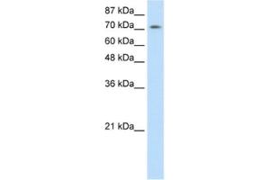 Western Blotting (WB) image for anti-Zinc Finger Protein 527 (ZNF527) antibody (ABIN2462021) (ZNF527 antibody)