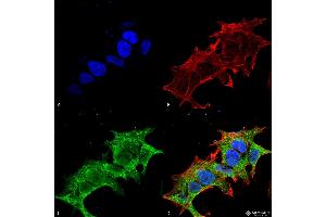 Immunocytochemistry/Immunofluorescence analysis using Mouse Anti-GIT1 Monoclonal Antibody, Clone S39B-8 . (GIT1 antibody  (AA 375-770) (FITC))