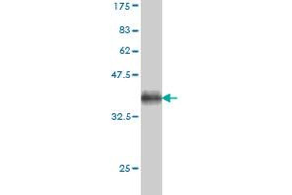 SLC9A1 antibody  (AA 31-130)
