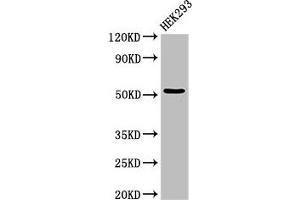 Western Blot Positive WB detected in: HEK293 whole cell lysate All lanes: CYP39A1 antibody at 3 μg/mL Secondary Goat polyclonal to rabbit IgG at 1/50000 dilution Predicted band size: 55 kDa Observed band size: 55 kDa (CYP39A1 antibody  (AA 235-392))