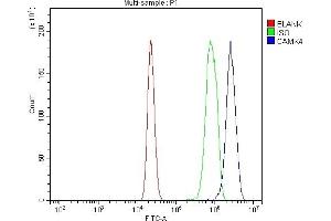 Flow Cytometry analysis of RAW264. (CAMK4 antibody  (AA 19-469))