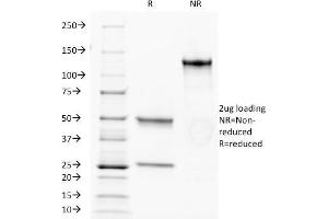 SDS-PAGE Analysis Purified CD34 MAb (HPCA1/1171). (CD34 antibody)