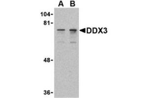 Western blot analysis of DDX3 in HepG2 cell lysate with AP30282PU-N DDX3 antibody at (A) 0.