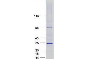 Validation with Western Blot (Prohibitin Protein (PHB) (Myc-DYKDDDDK Tag))