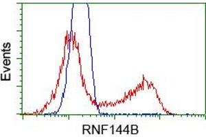 HEK293T cells transfected with either RC209302 overexpress plasmid(Red) or empty vector control plasmid(Blue) were immunostained by anti-RNF144B antibody(TA500711), and then analyzed by flow cytometry. (RNF144B antibody  (AA 1-256))