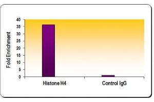 Chromatin IP: ChIP performed using HeLa Chromatin (1. (Histone H4 antibody)