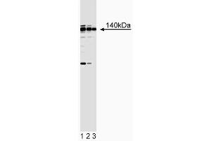 Western blot analysis of Sur-2. (MED23 antibody)
