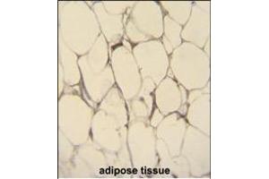 FBLN7 Antibody (N-term) (ABIN655132 and ABIN2844759) immunohistochemistry analysis in formalin fixed and paraffin embedded human adipose tissue followed by peroxidase conjugation of the secondary antibody and DAB staining. (FBLN7 antibody  (N-Term))