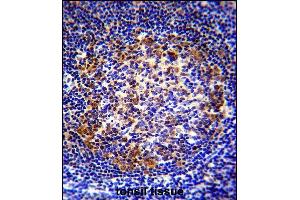 X5 Antibody (Center) (ABIN655650 and ABIN2845125) immunohistochemistry analysis in formalin fixed and raffin embedded human tonsil tissue followed by peroxidase conjugation of the secondary antibody and DAB staining. (PAX5 antibody  (AA 178-207))