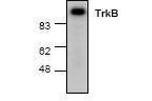 Image no. 1 for anti-Neurotrophic Tyrosine Kinase, Receptor, Type 2 (NTRK2) antibody (ABIN127224) (TRKB antibody)