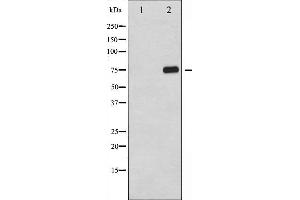 Western blot analysis of NF- kappaB p65 phosphorylation expression in TNF-α treated 293 whole cell lysates,The lane on the left is treated with the antigen-specific peptide. (NF-kB p65 antibody  (pThr254))