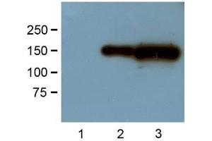 1:1000 (1μg/mL) Ab dilution probed against HEK293 cells transfected with GFP-tagged protein vector: untransfected control (1), 1μg (2) and 10μg (3) of cell lysates used