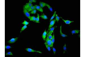 Immunofluorescent analysis of Hela cells using ABIN7168715 at dilution of 1:100 and Alexa Fluor 488-congugated AffiniPure Goat Anti-Rabbit IgG(H+L) (SCG3 antibody  (AA 205-432))