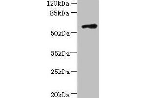 Western blot All lanes: FAM126B antibody at 7 μg/mL + A431 whole cell lysate Secondary Goat polyclonal to rabbit IgG at 1/10000 dilution Predicted band size: 59 kDa Observed band size: 59 kDa (FAM126B antibody  (AA 281-530))