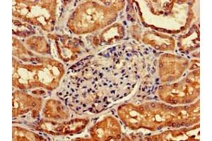 Immunohistochemistry of paraffin-embedded human kidney tissue using ABIN7162738 at dilution of 1:100 (GIPC1 antibody  (AA 7-74))
