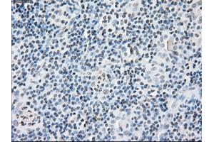 Immunohistochemical staining of paraffin-embedded pancreas tissue using anti-FKBP5mouse monoclonal antibody. (FKBP5 antibody)