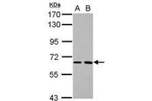 Image no. 1 for anti-SH2 Domain Containing 3A (SH2D3A) (AA 92-392) antibody (ABIN1500915) (SH2D3A antibody  (AA 92-392))