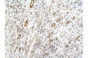 Formalin-fixed and paraffin embedded rat kidney tissue labeled with Anti-PCX/PODXL Polyclonal Antibody, Unconjugated (ABIN675264) followed by conjugation to the secondary antibody and DAB staining (PODXL antibody  (AA 451-558))