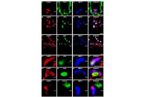 Fluorescence Microscopy (FM) image for Rabbit anti-Mouse IgG (Heavy & Light Chain) antibody (ABIN965363)