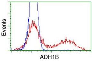 HEK293T cells transfected with either RC205391 overexpress plasmid (Red) or empty vector control plasmid (Blue) were immunostained by anti-ADH1B antibody (ABIN2454481), and then analyzed by flow cytometry. (ADH1B antibody)