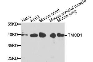 Western blot analysis of extracts of various cells, using TMOD1 antibody.