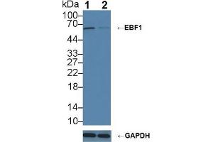 Western blot analysis of (1) Wild-type Raji cell lysate, and (2) EBF1 knockout Raji cell lysate, using Rabbit Anti-Human EBF1 Antibody (3 µg/ml) and HRP-conjugated Goat Anti-Mouse antibody (