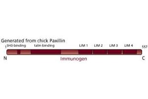 Image no. 3 for anti-Paxillin (PXN) (AA 1-557) antibody (ABIN968043) (Paxillin antibody  (AA 1-557))