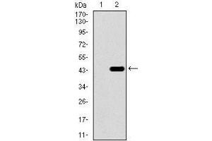 Western blot analysis using T mAb against HEK293 (1) and T (AA: 218-352)-hIgGFc transfected HEK293 (2) cell lysate. (T Antigen (AA 218-352) antibody)