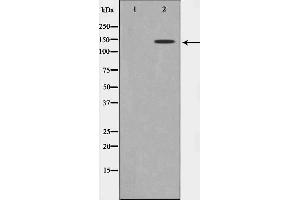 GAK antibody  (N-Term)