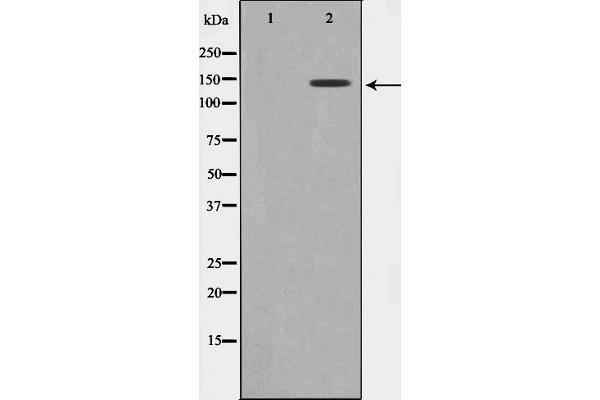 GAK antibody  (N-Term)