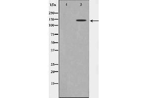 Western blot analysis on 293 cell lysate using GAK Antibody.