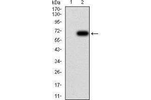 Western blot analysis using HDAC6 mAb against HEK293 (1) and HDAC6 (AA: 482-800)-hIgGFc transfected HEK293 (2) cell lysate.