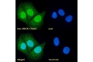 (ABIN190860) Immunofluorescence analysis of paraformaldehyde fixed U2OS cells, permeabilized with 0. (ATAD5 antibody  (Internal Region))