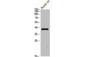 Western Blot analysis of HepG2-UV cells using GPR120 Polyclonal Antibody (O3FAR1 antibody  (Internal Region))