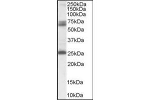 Western Blot Image: Antibody (0. (GAD65 antibody  (Internal Region))