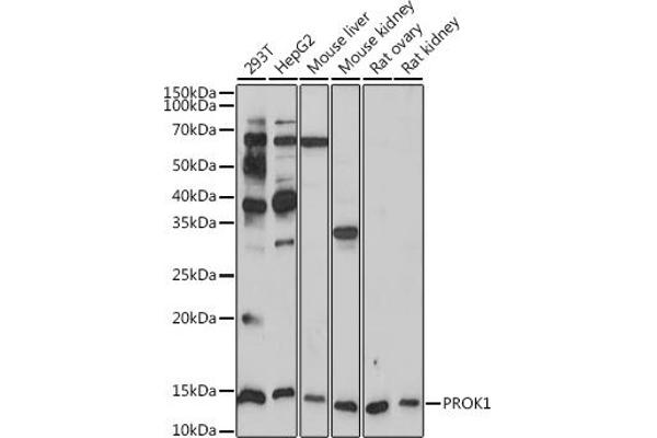 Prokineticin 1 antibody